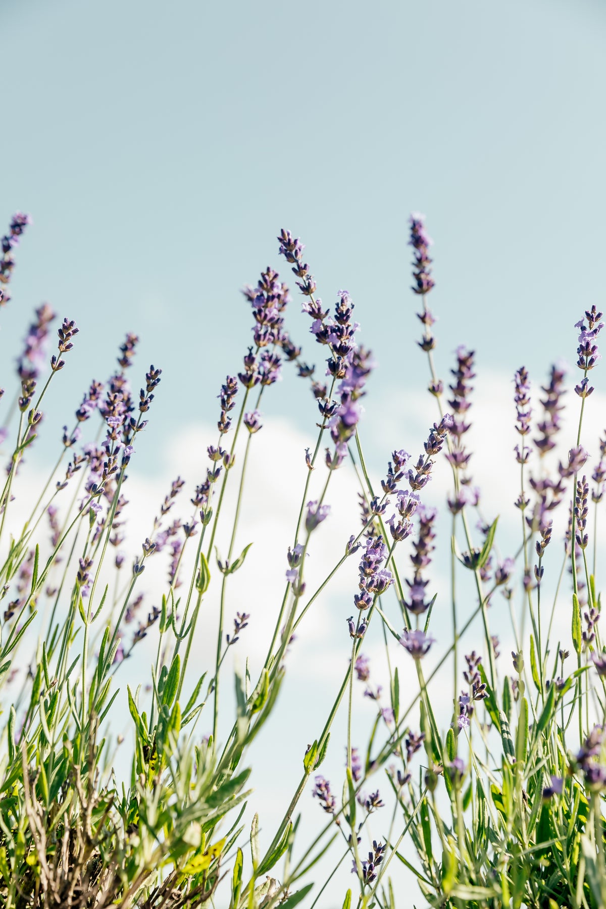 Natural candle ingredients including premium soy wax, pure Australian beeswax and pure essential oils, carefully selected for handcrafted candles made in Sydney, Australia. Non-toxic candles Australia.